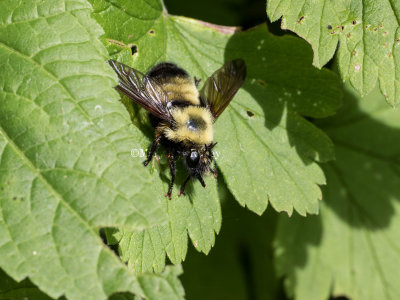 Robber Fly _2MK6112.jpg