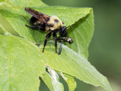 Robber Fly with prey _MKR3574.jpg