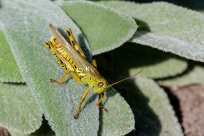 Differential Grasshopper _MG_0388.jpg