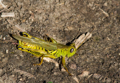 Differential Grasshopper _MG_0402.jpg