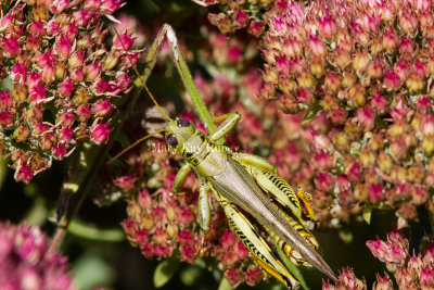 Differential Grasshopper _MG_0740.jpg