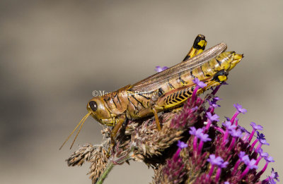 Differential Grasshopper _MG_1163.jpg