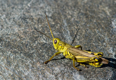 Differential Grasshopper _MG_1638.jpg