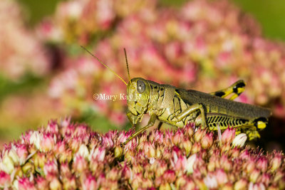 Differential Grasshopper _MG_1879.jpg