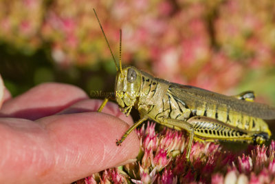 Differential Grasshopper _MG_1911.jpg