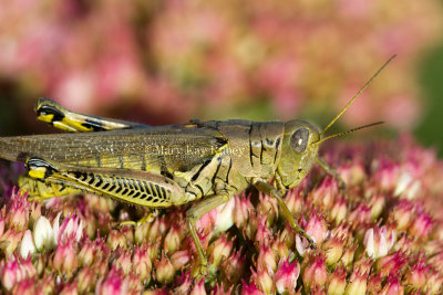 Differential Grasshopper _MG_1932.jpg