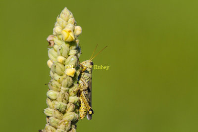 Differential Grasshopper _MG_5521.jpg