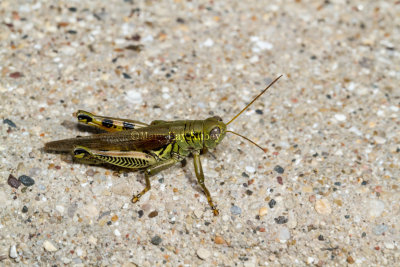 Differential Grasshopper _MKR1613.jpg