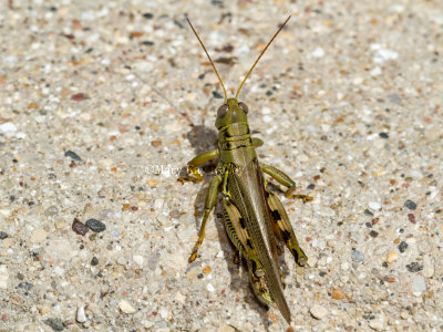 Differential Grasshopper _MKR1618.jpg