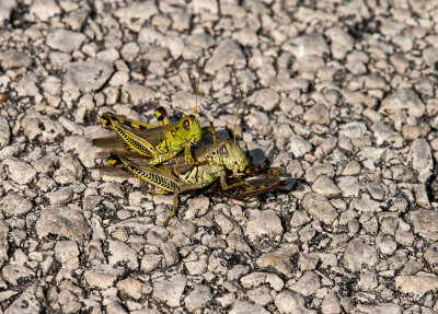 Differential Grasshoppers mating _11R0684.jpg
