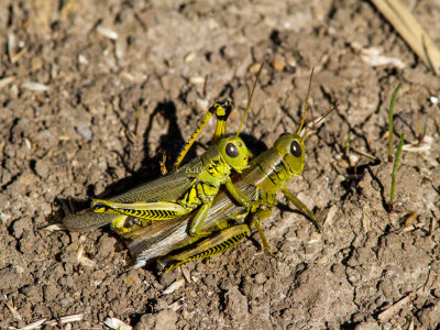 Differential Grasshoppers mating _MG_8890.jpg