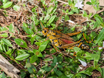Eastern Lubber Grasshopper _11R8382.jpg