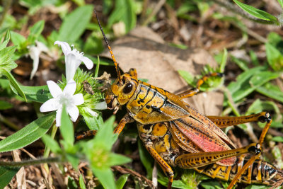 Eastern Lubber Grasshopper _11R8387.jpg