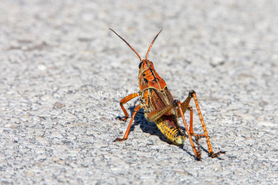 Eastern Lubber Grasshopper _S9S0284.jpg