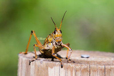 Eastern Lubber Grasshopper _S9S9461.jpg