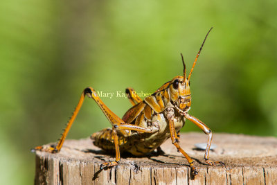 Eastern Lubber Grasshopper _S9S9464.jpg