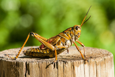 Eastern Lubber Grasshopper _S9S9472.jpg