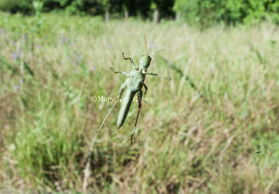 Grasshopper _11R6502.jpg