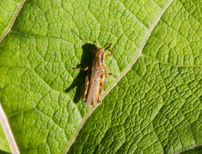 Grasshopper _I9I3603.jpg