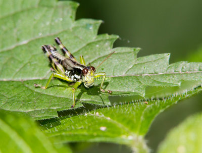 Green-legged Grasshopper _7MK9350.jpg