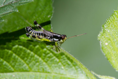 Green-legged Grasshopper _7MK9362.jpg