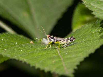 Green-legged Grasshopper _7MK9369.jpg