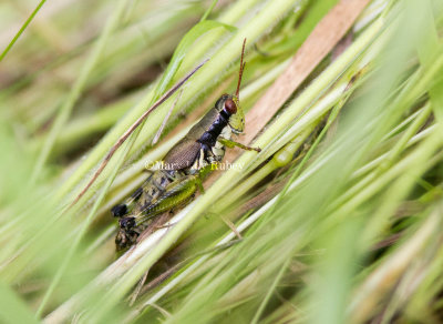 Green-legged Grasshopper _MG_1766.jpg