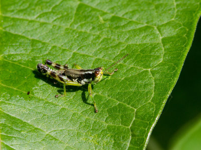 Green-legged Grasshopper _MG_4321.jpg