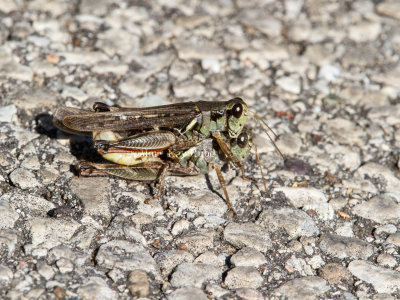 Migratory Grasshoppers Mating _MG_0546.jpg