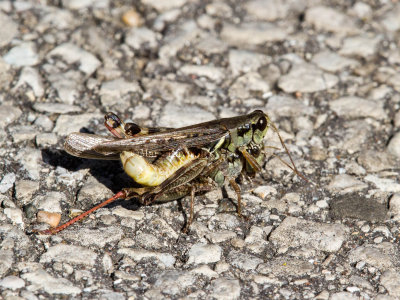 Migratory Grasshoppers Mating _MG_0561.jpg