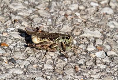 Migratory Grasshoppers Mating _MG_0569.jpg