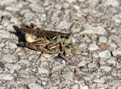 Migratory Grasshoppers Mating _MG_0574.jpg
