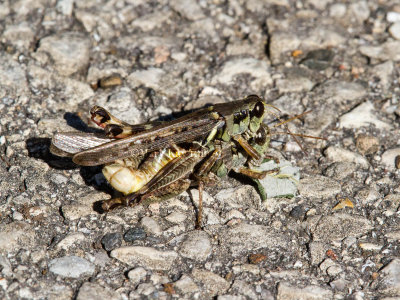 Migratory Grasshoppers Mating _MG_0580.jpg