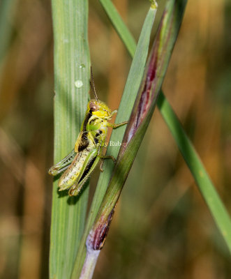 Red-legged Grasshopper _MG_1303.jpg