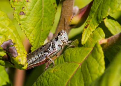 Red-legged Grasshopper _MKR1053.jpg