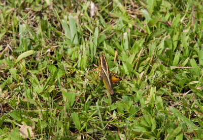 Two-striped Grasshopper _11R1182.jpg