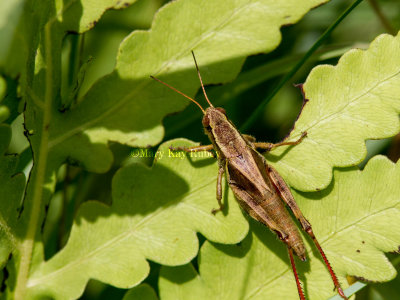 Walsh's Short-winged Grasshopper _MG_9193.jpg
