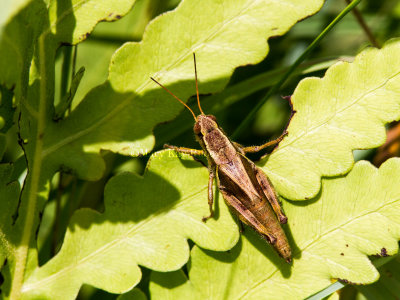 Walsh's Short-winged Grasshopper _MG_9197.jpg
