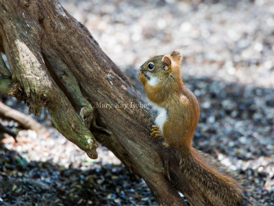 American Red Squirrel _5MK8333.jpg