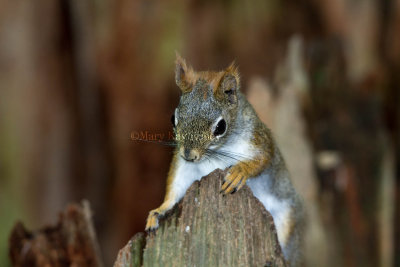 American Red Squirrel _7MK6229.jpg