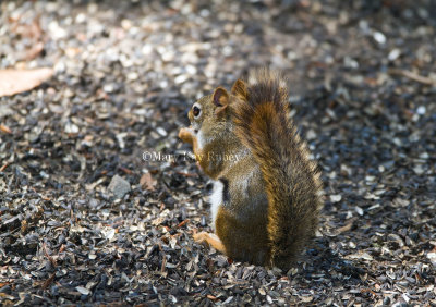 American Red Squirrel _MG_3614.jpg