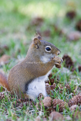 American Red Squirrel _S9S3808.jpg