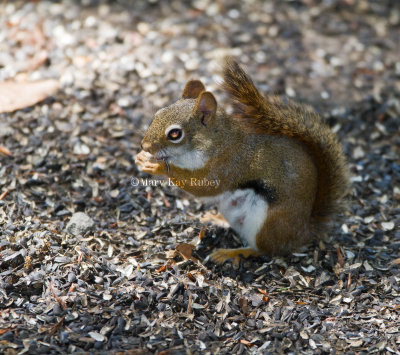 American Red Squirrel nursing female _MG_3616.jpg