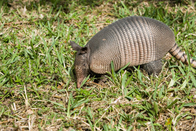 NINE-BANDED ARMADILLO - Dasypus novmcinctus