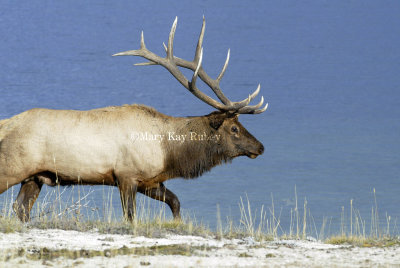Elk 58FB8095.jpg