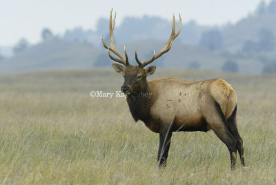 ELK - Cervus canadensis