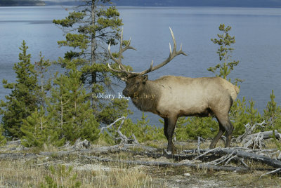Elk D4EC6901.jpg