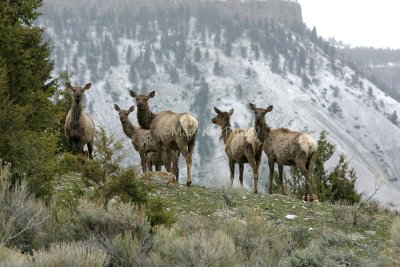 Elk herd on hill IMG_5650.jpg