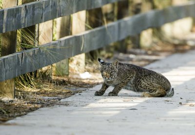 BOBCAT - Lynx rufus