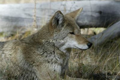 Coyote 58FB7897.jpg